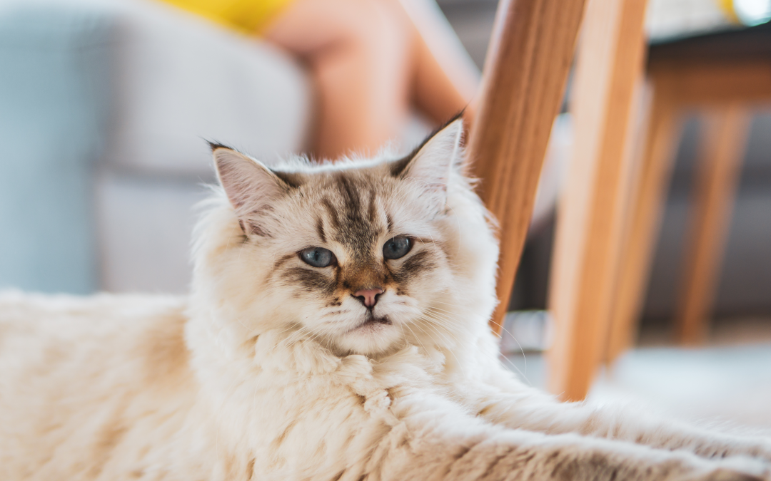 Il gatto Persiano: eleganza, dolcezza e carattere
