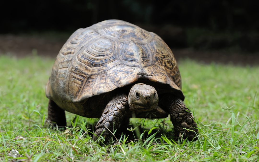 La tartaruga: un animale simbolo di calma e longevità